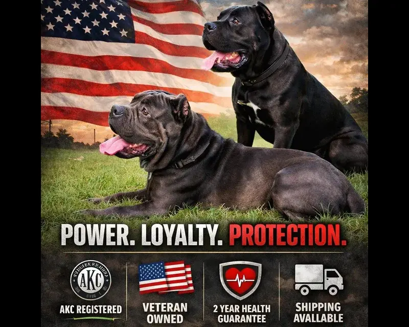 CCR Kennels - Italian Cane Corso