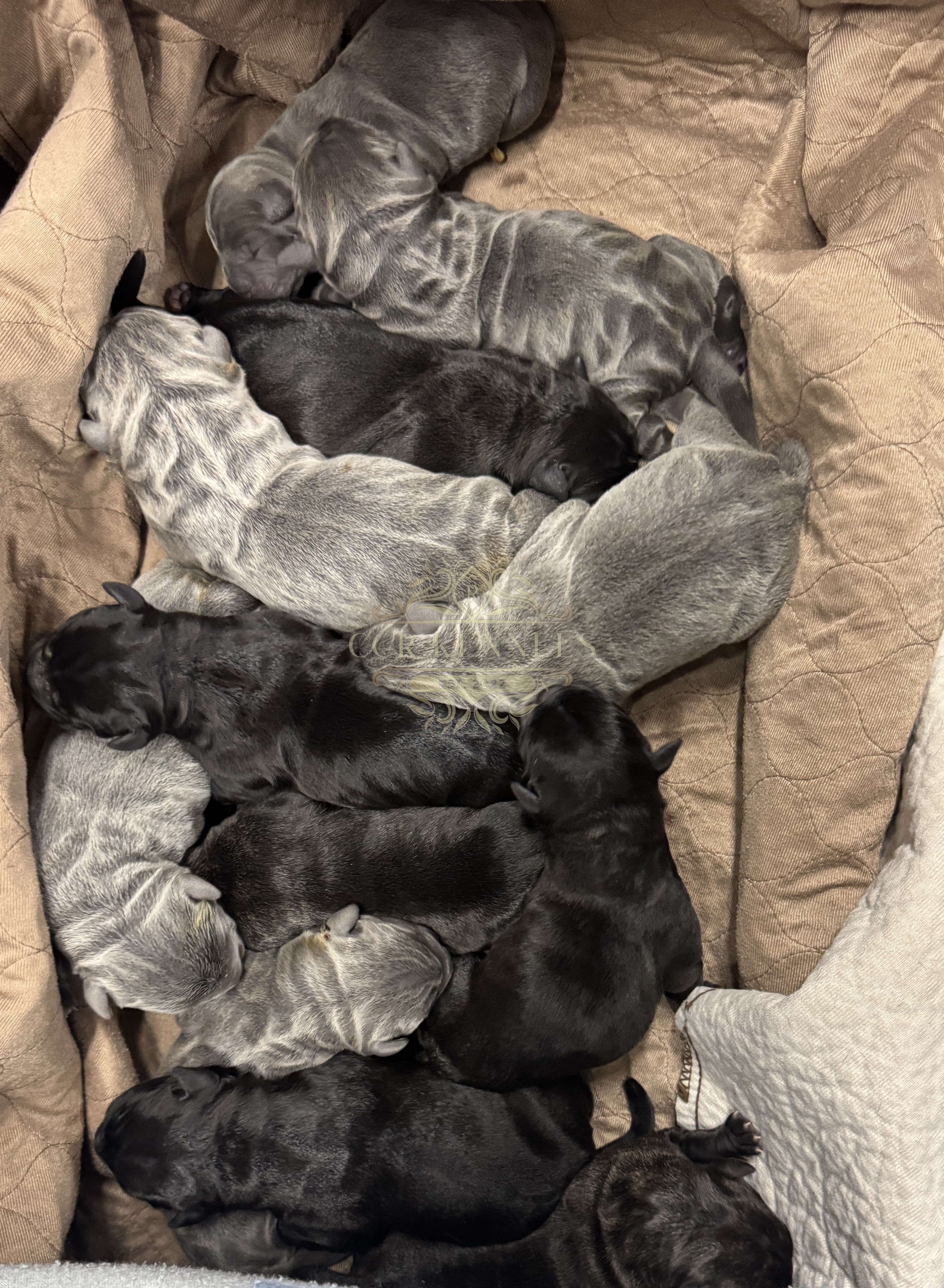 1st Photo 12 beautiful lil pups! 