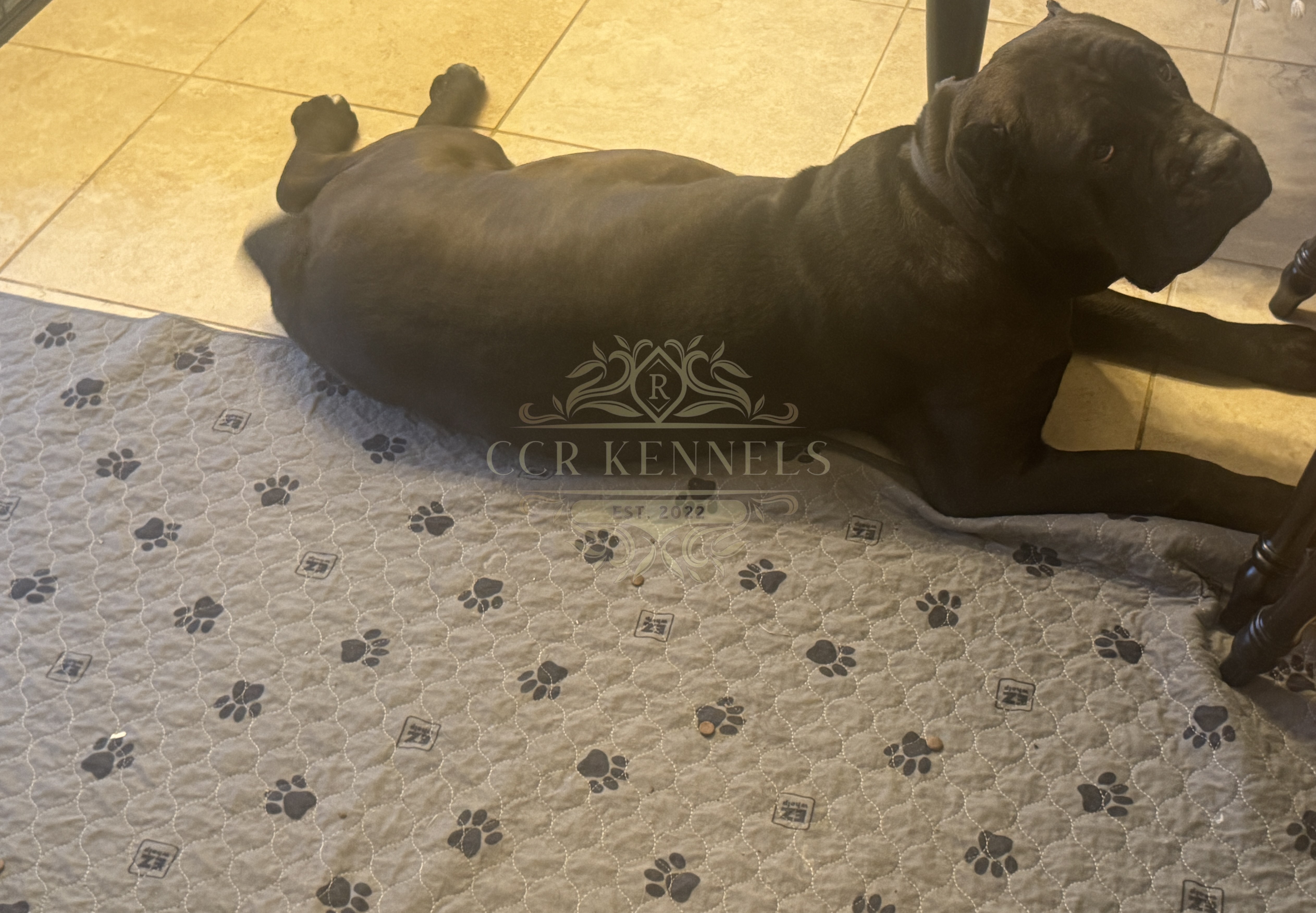 Liberty Patiently waiting!