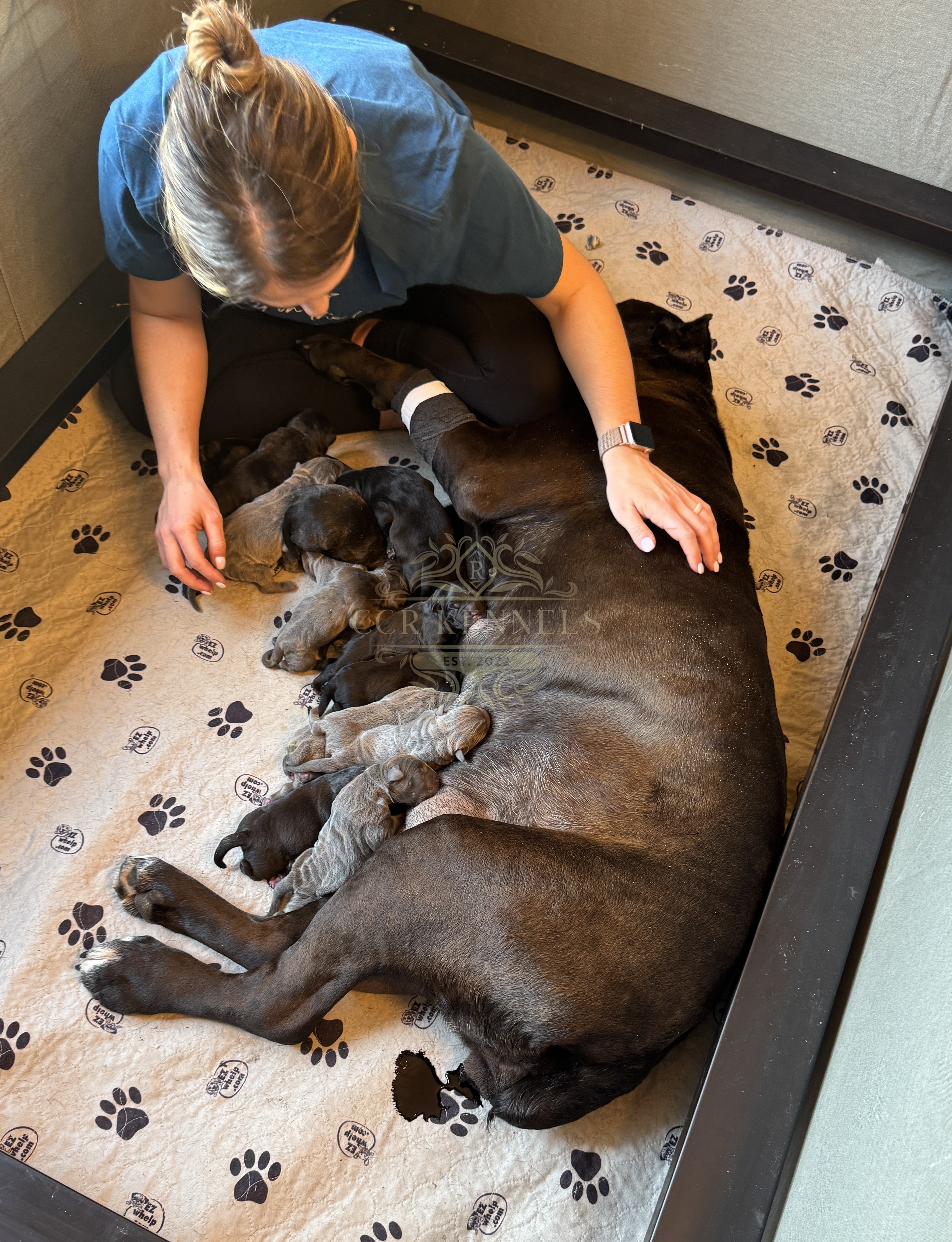 puppies first feeding!