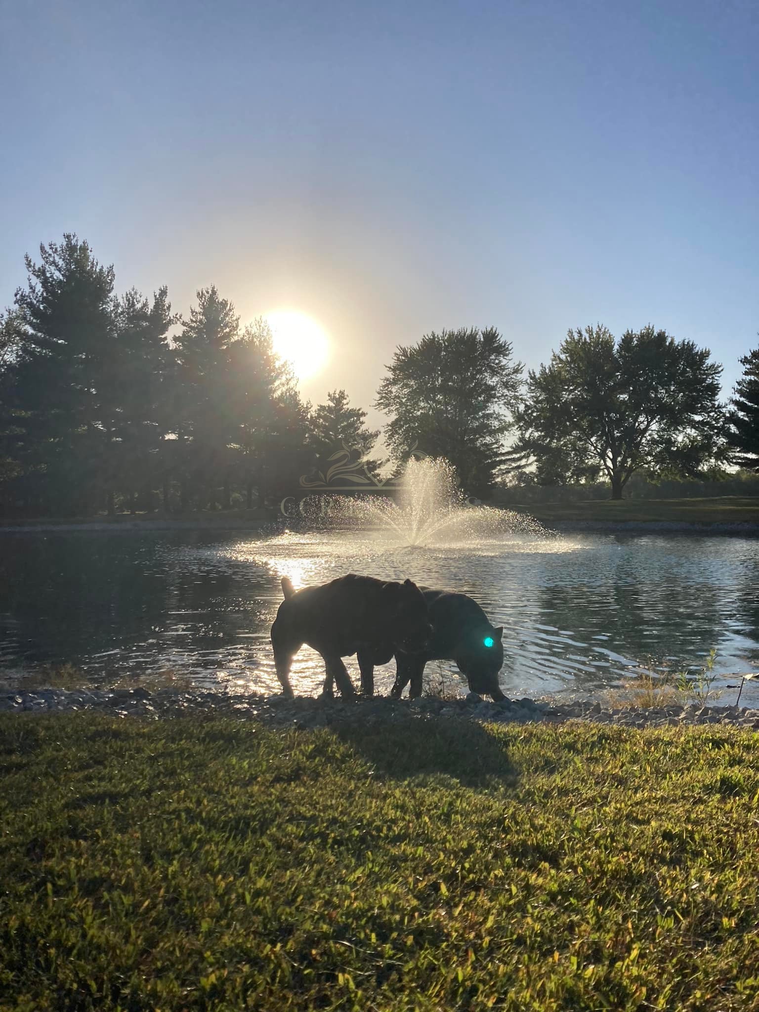 Dogs at the pond at sunset