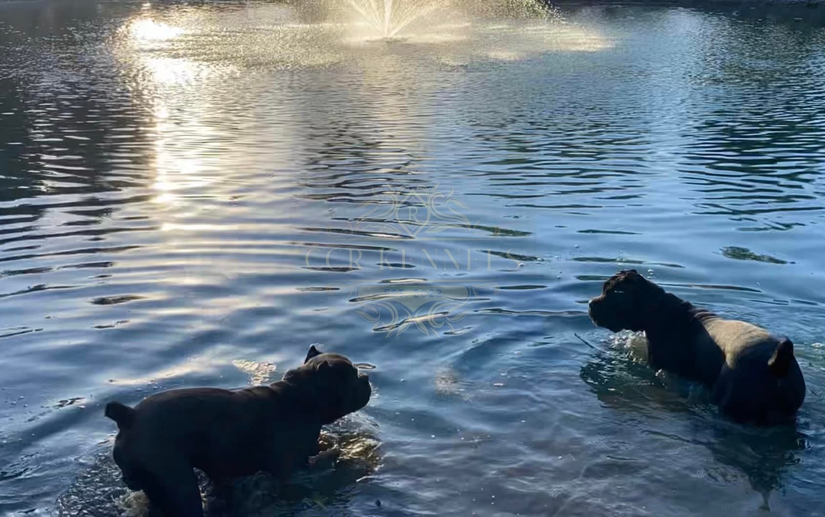 Dogs swimming in the pond