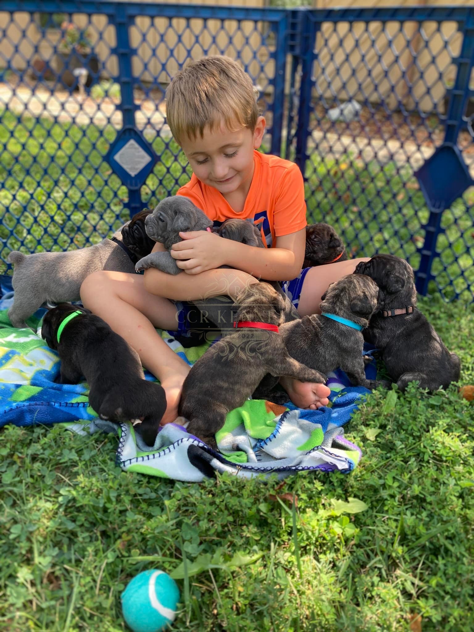Boy holding puppies outside