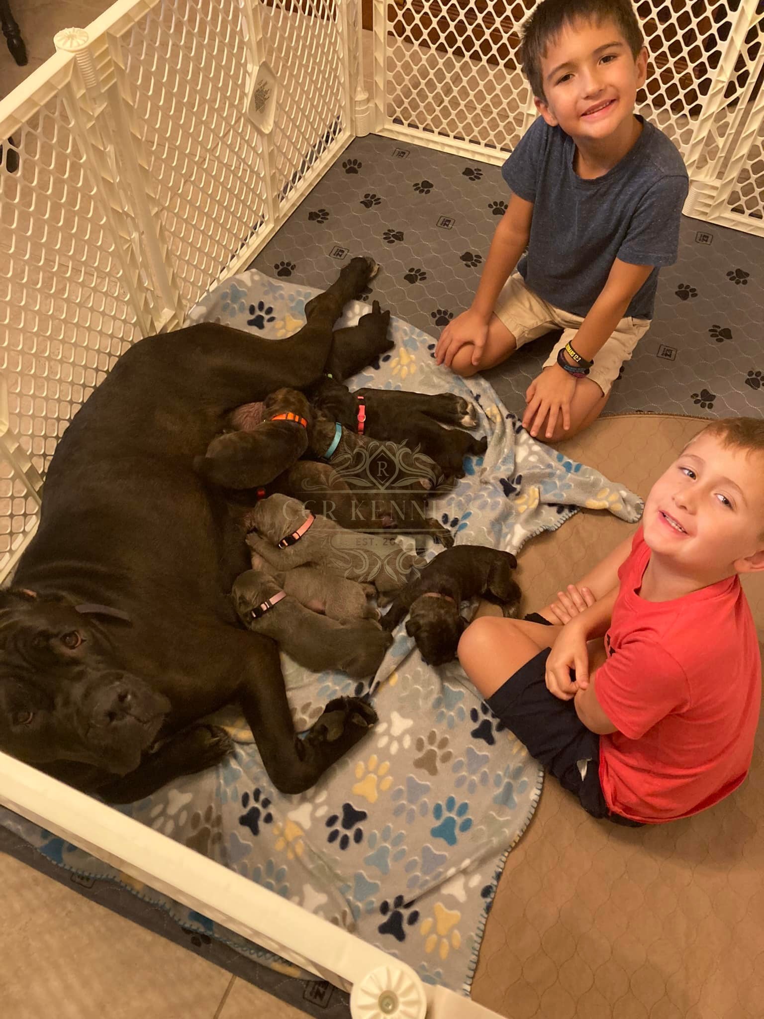 Liberty with her litter and two boys