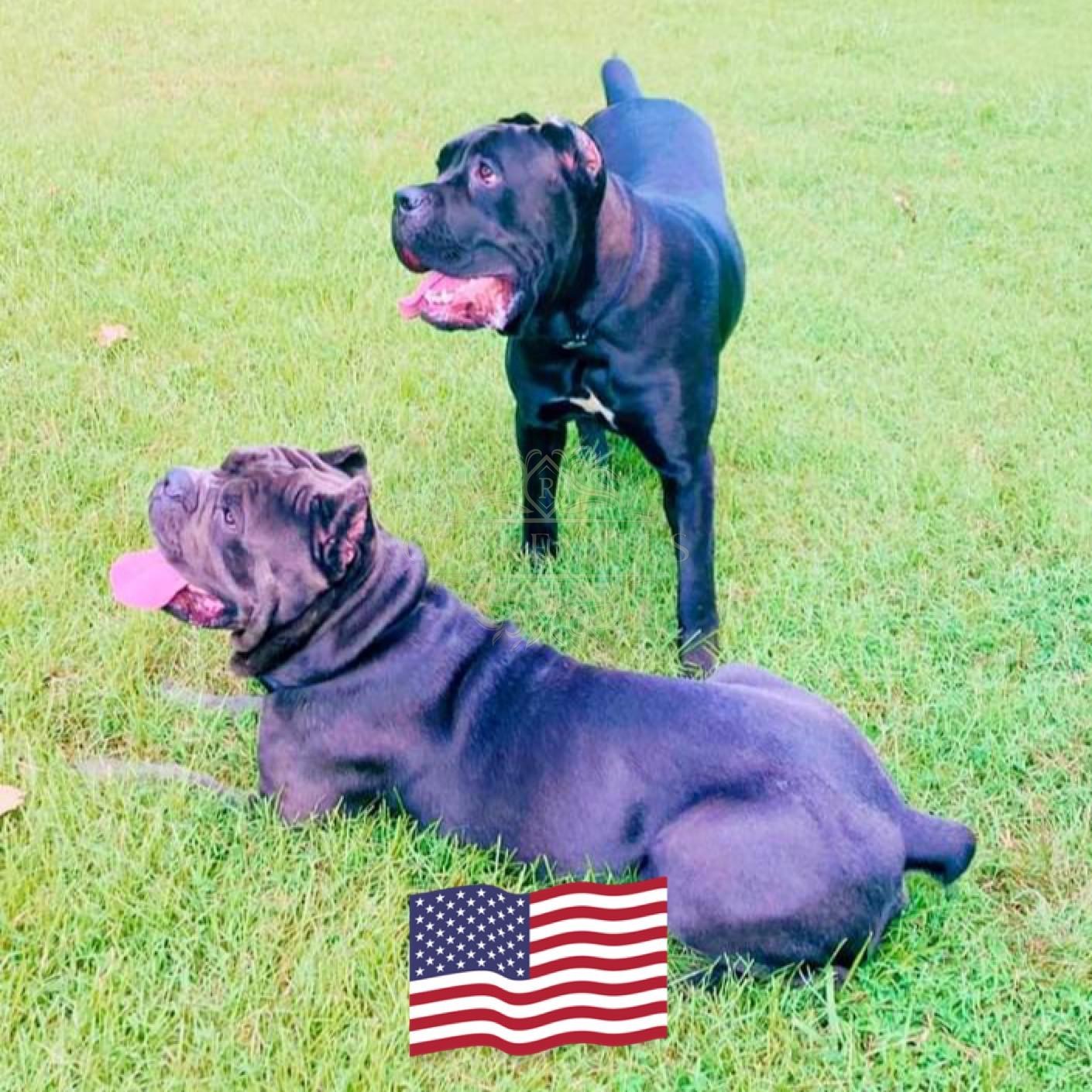 Legion and Liberty on the grass