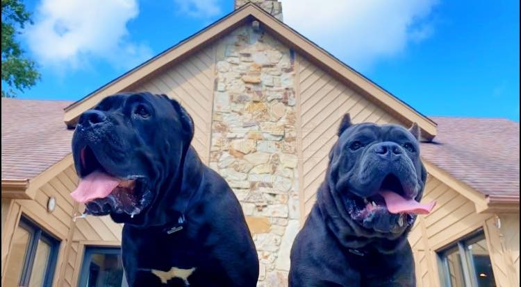 Legion and Liberty in front of the house