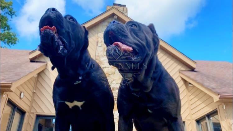 Legion and Liberty looking up