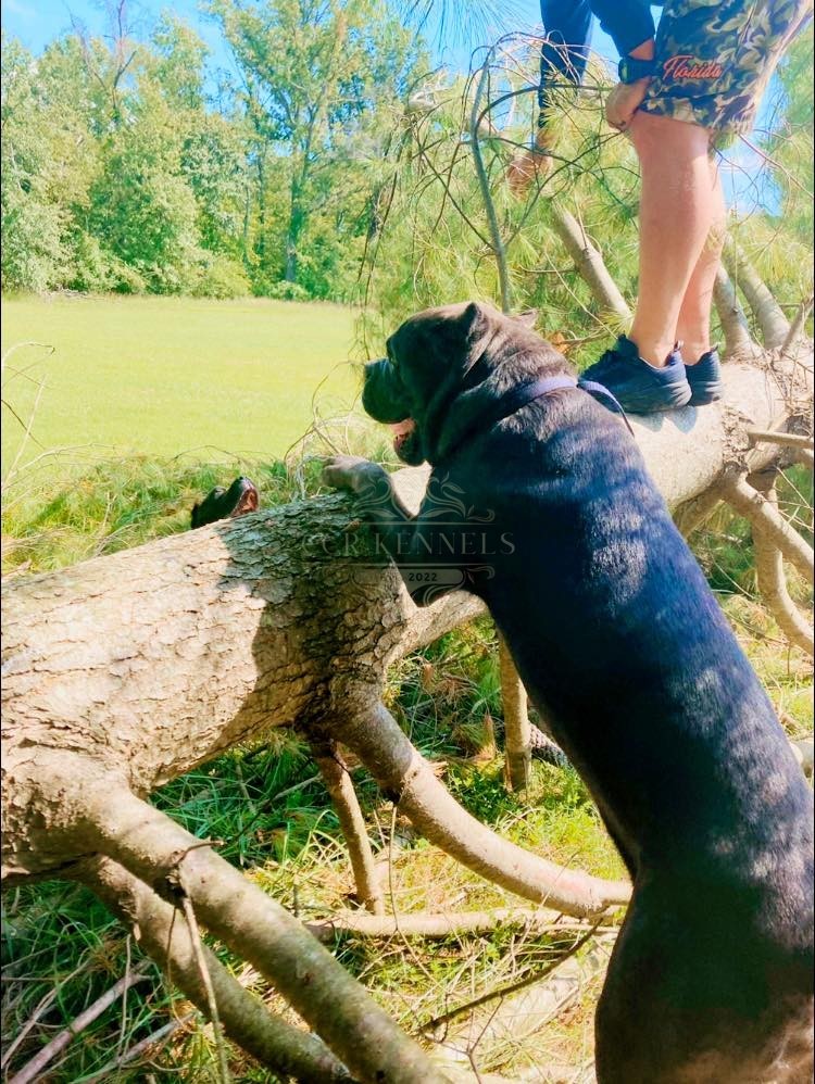 Legion on a fallen tree