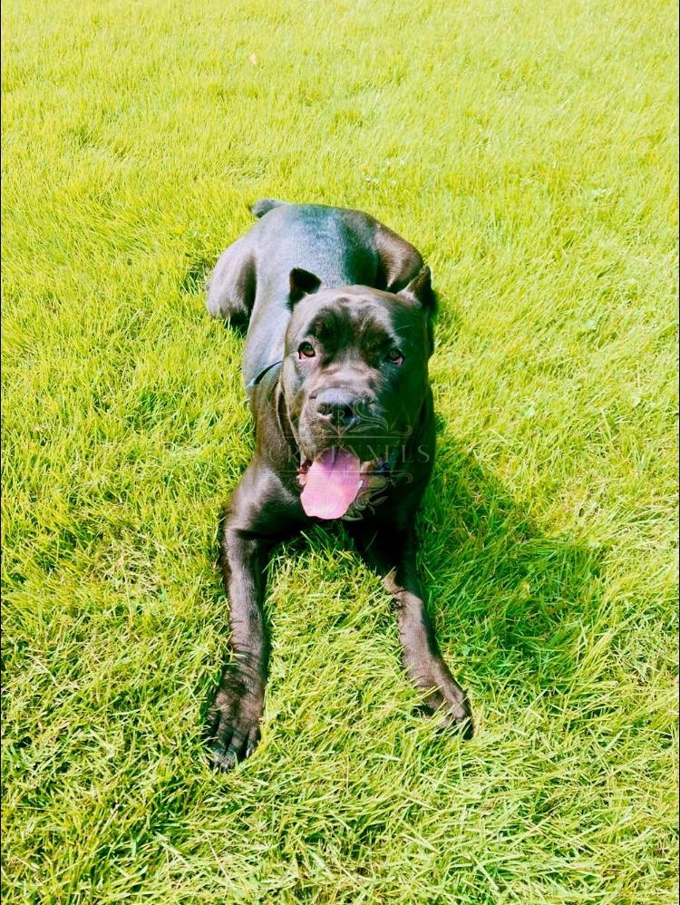 Liberty relaxing on the grass