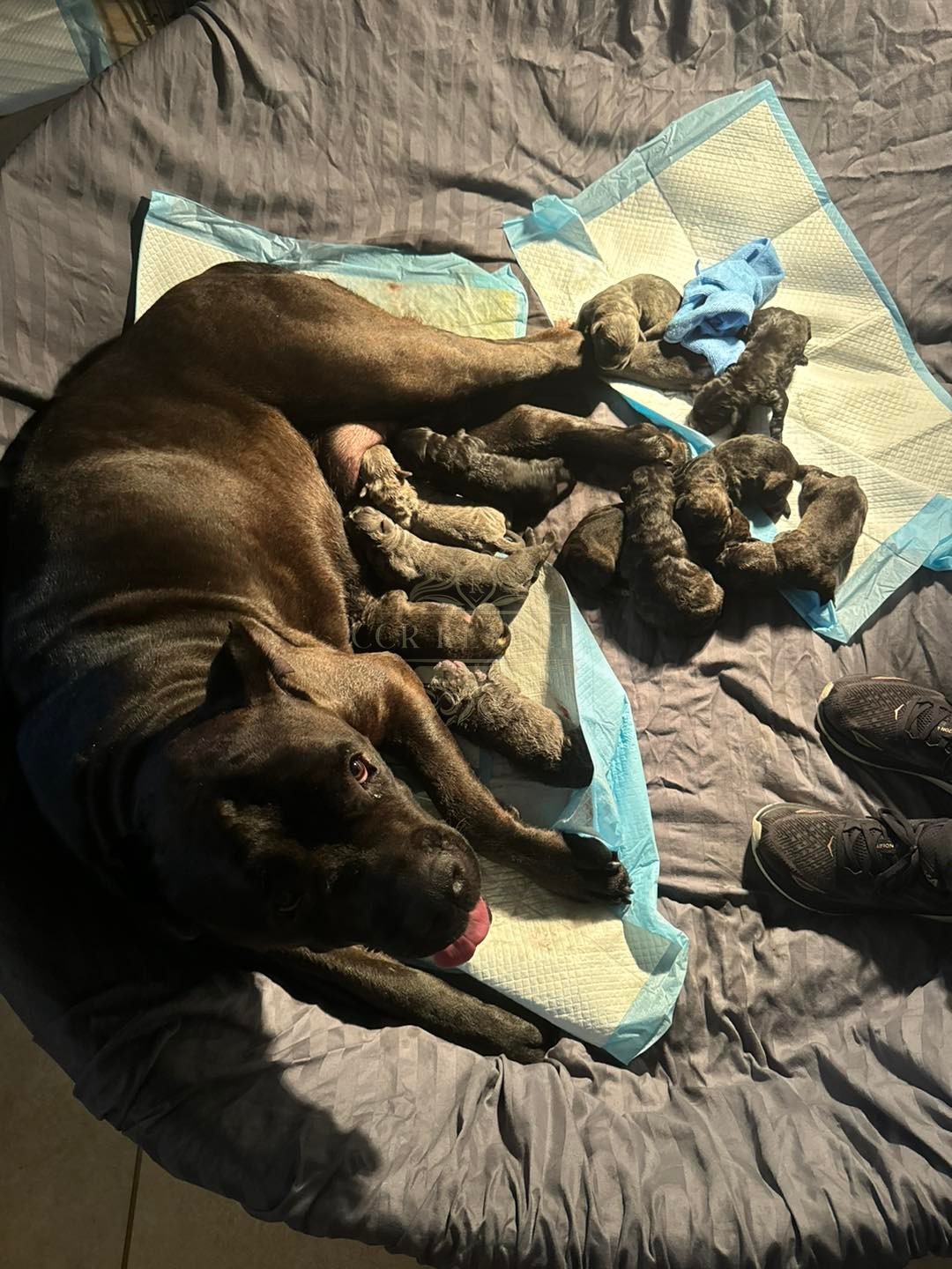 Liberty with her newborn puppies