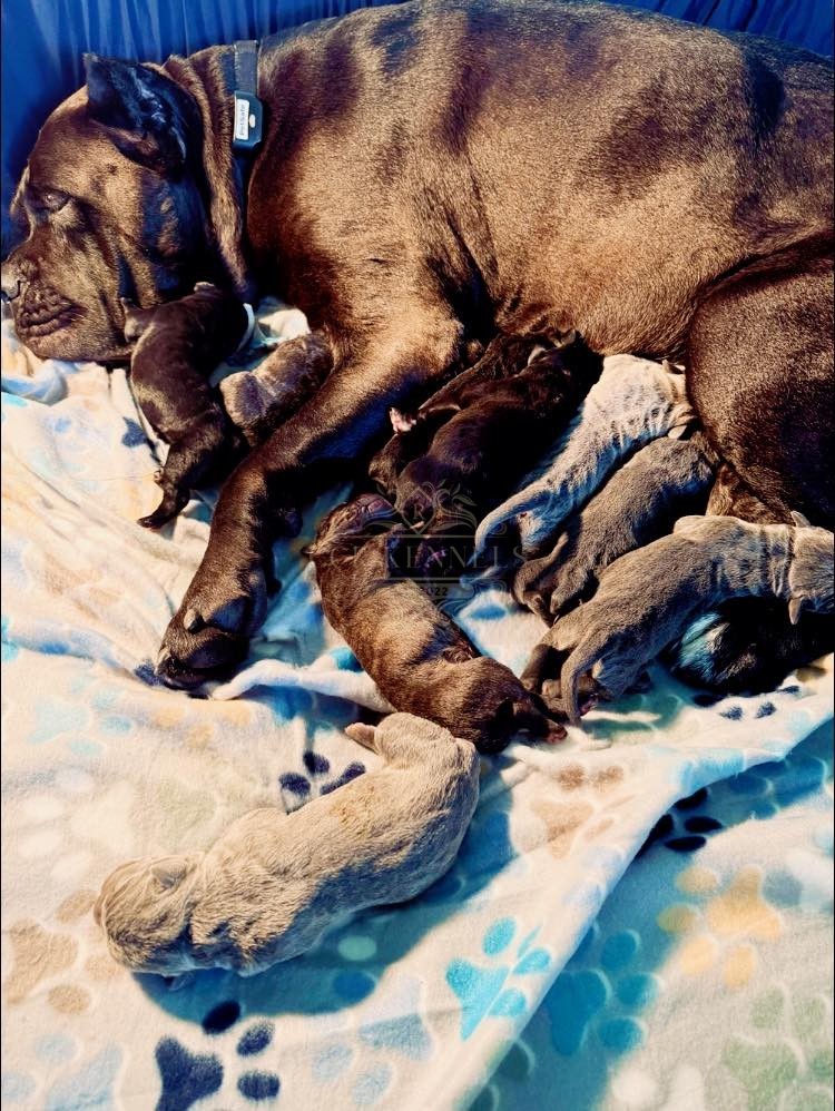 Mom nursing her newborn puppies