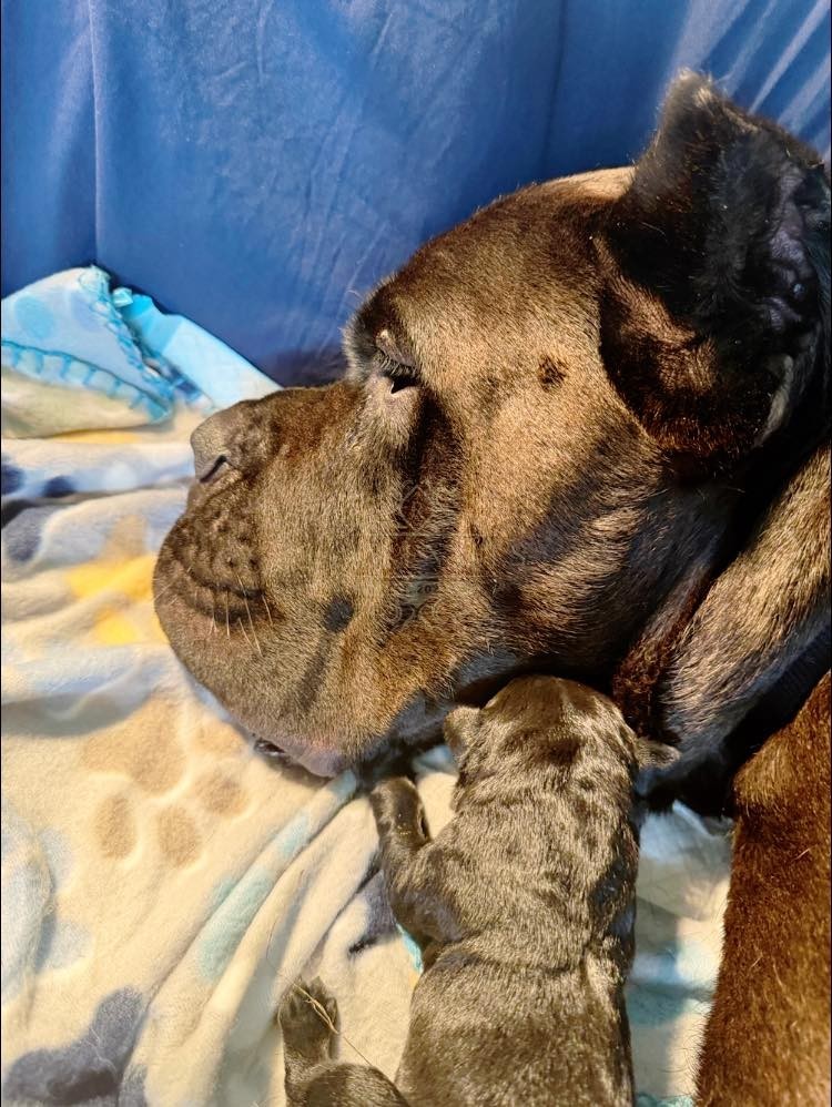 Mom with her newborns