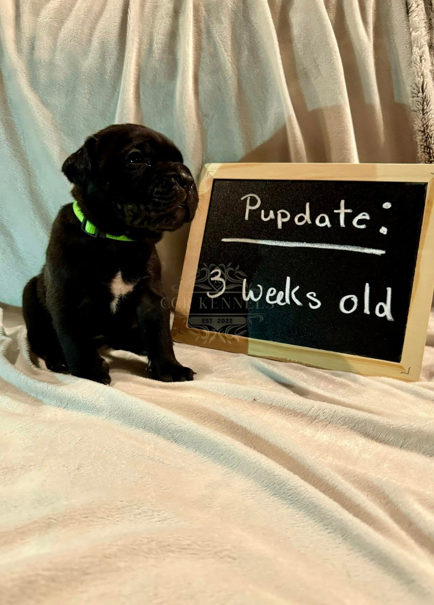 Black puppy green collar — 3 weeks old