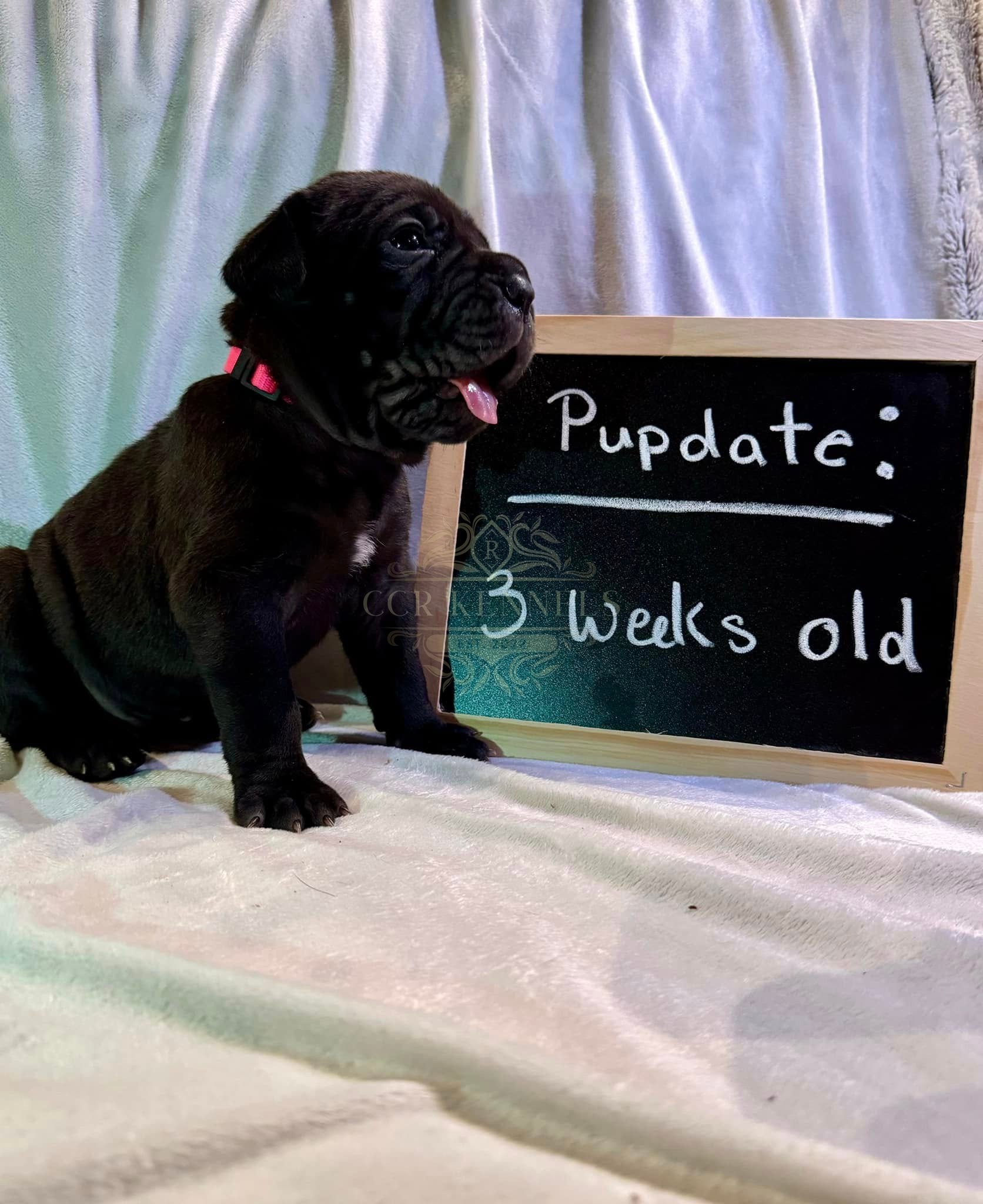 Black puppy pink collar — 3 weeks old