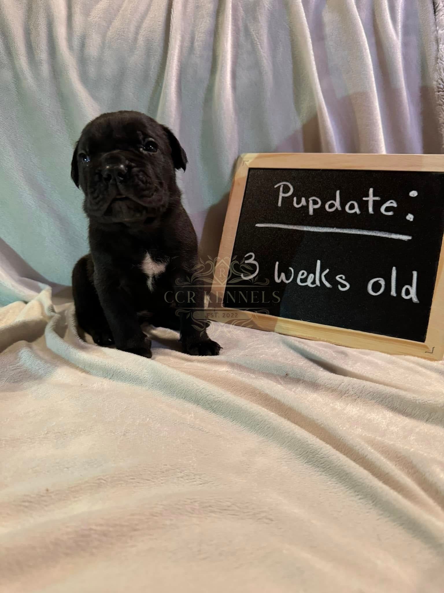 Black puppy — 3 weeks old