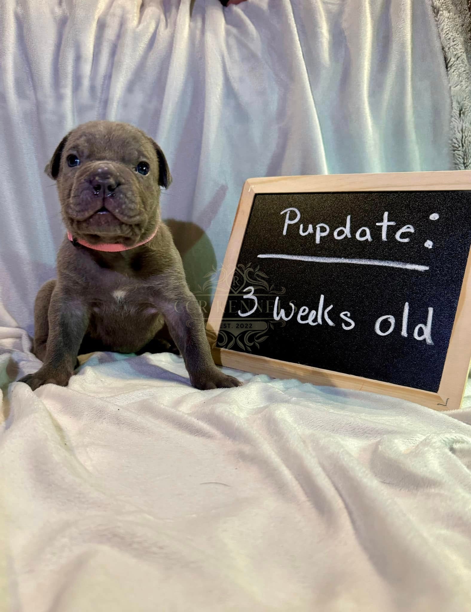 Blue puppy — 3 weeks old