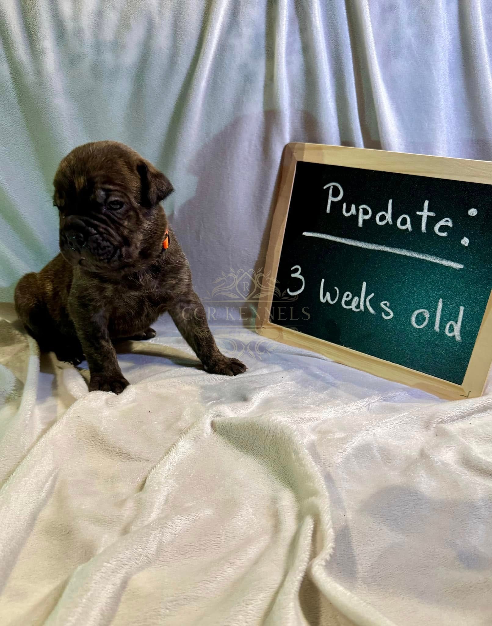 Brindle puppy orange collar — 3 weeks old