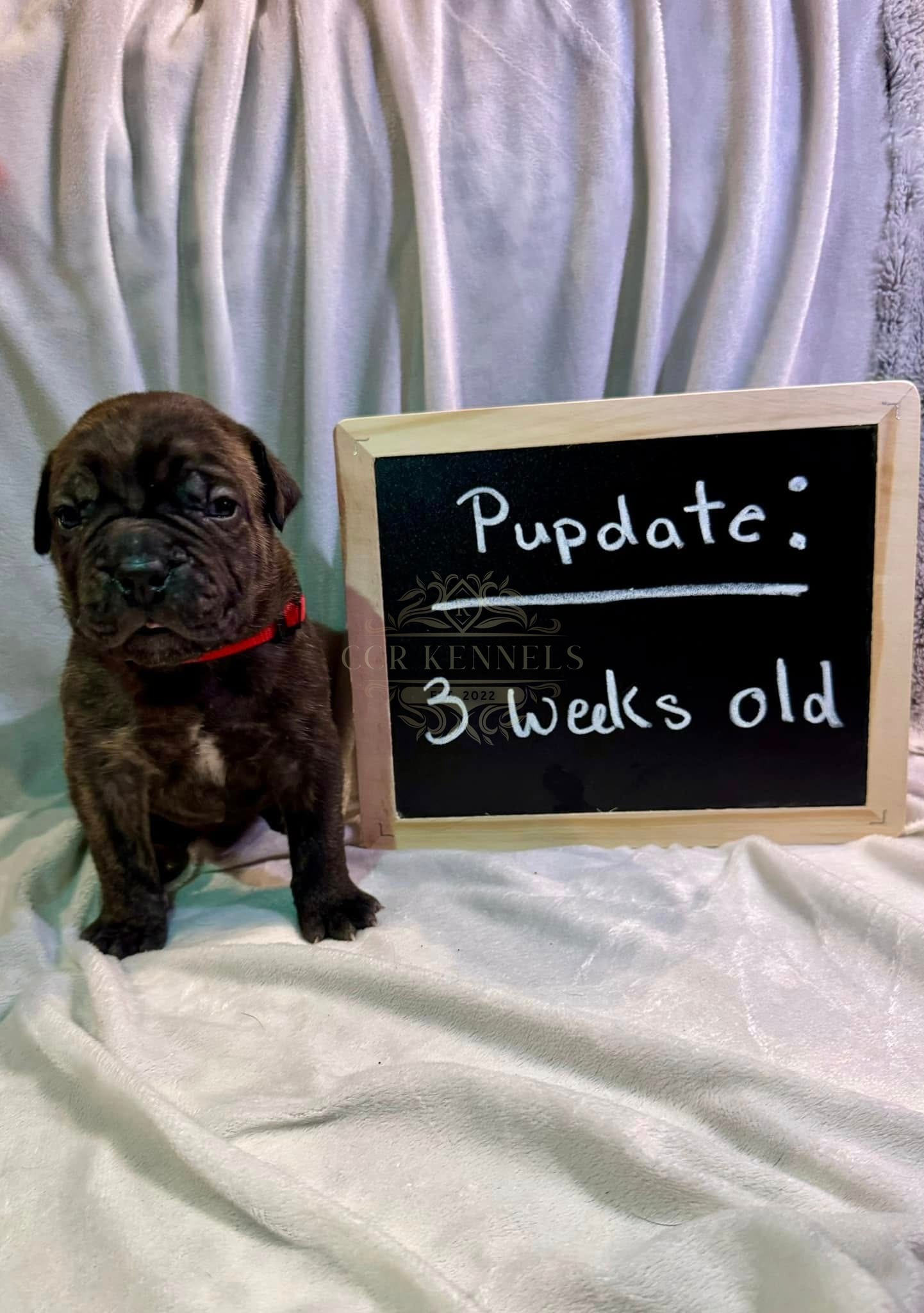 Brindle puppy red collar — 3 weeks old