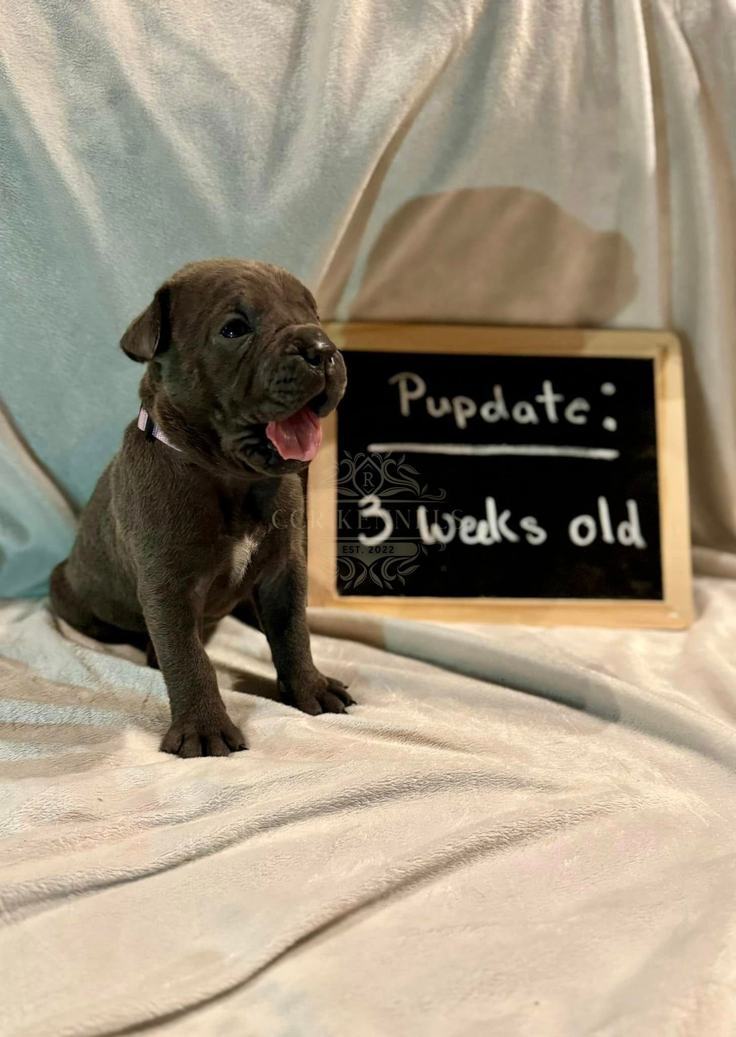 Dark grey puppy — 3 weeks old