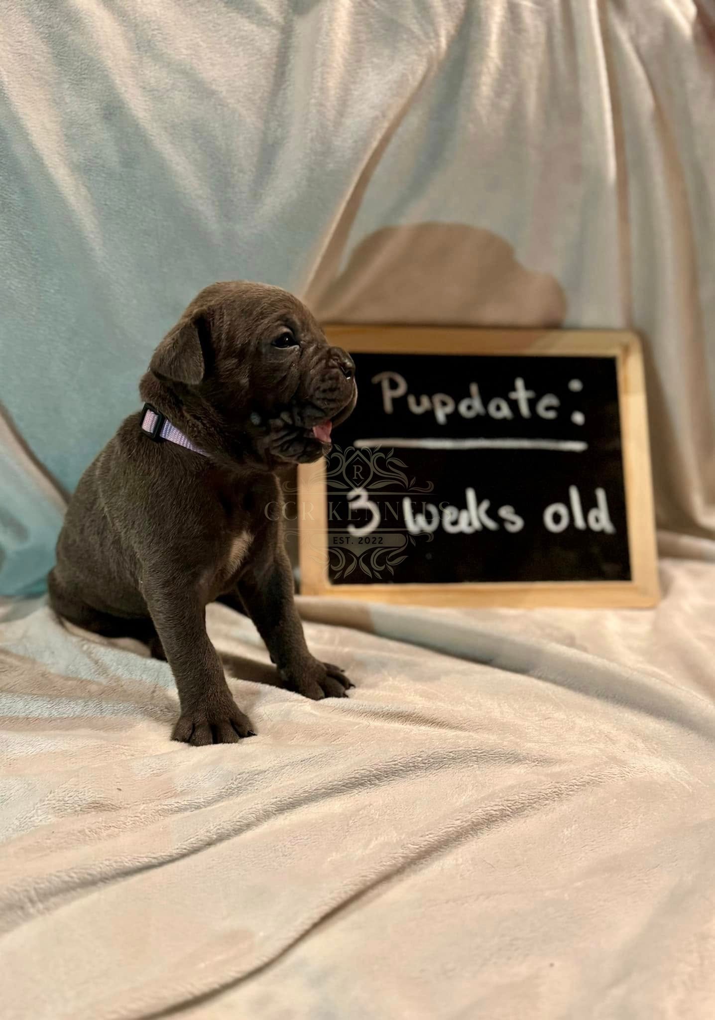Grey puppy purple collar — 3 weeks old