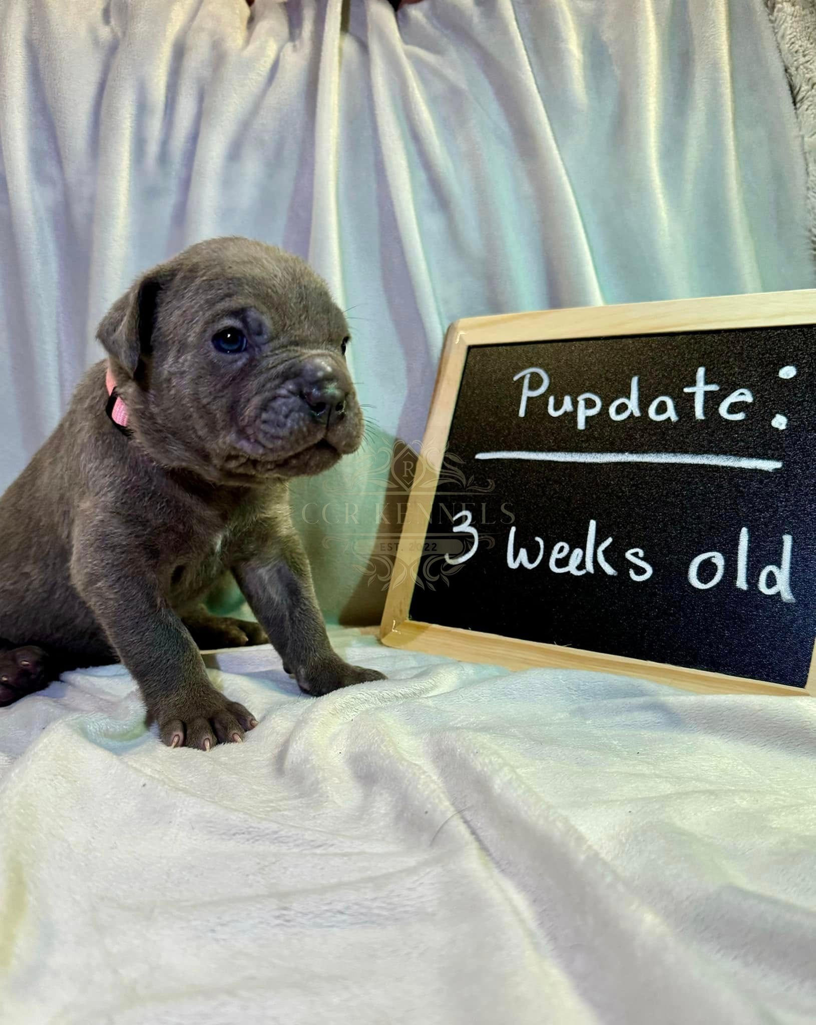 Grey puppy — 3 weeks old