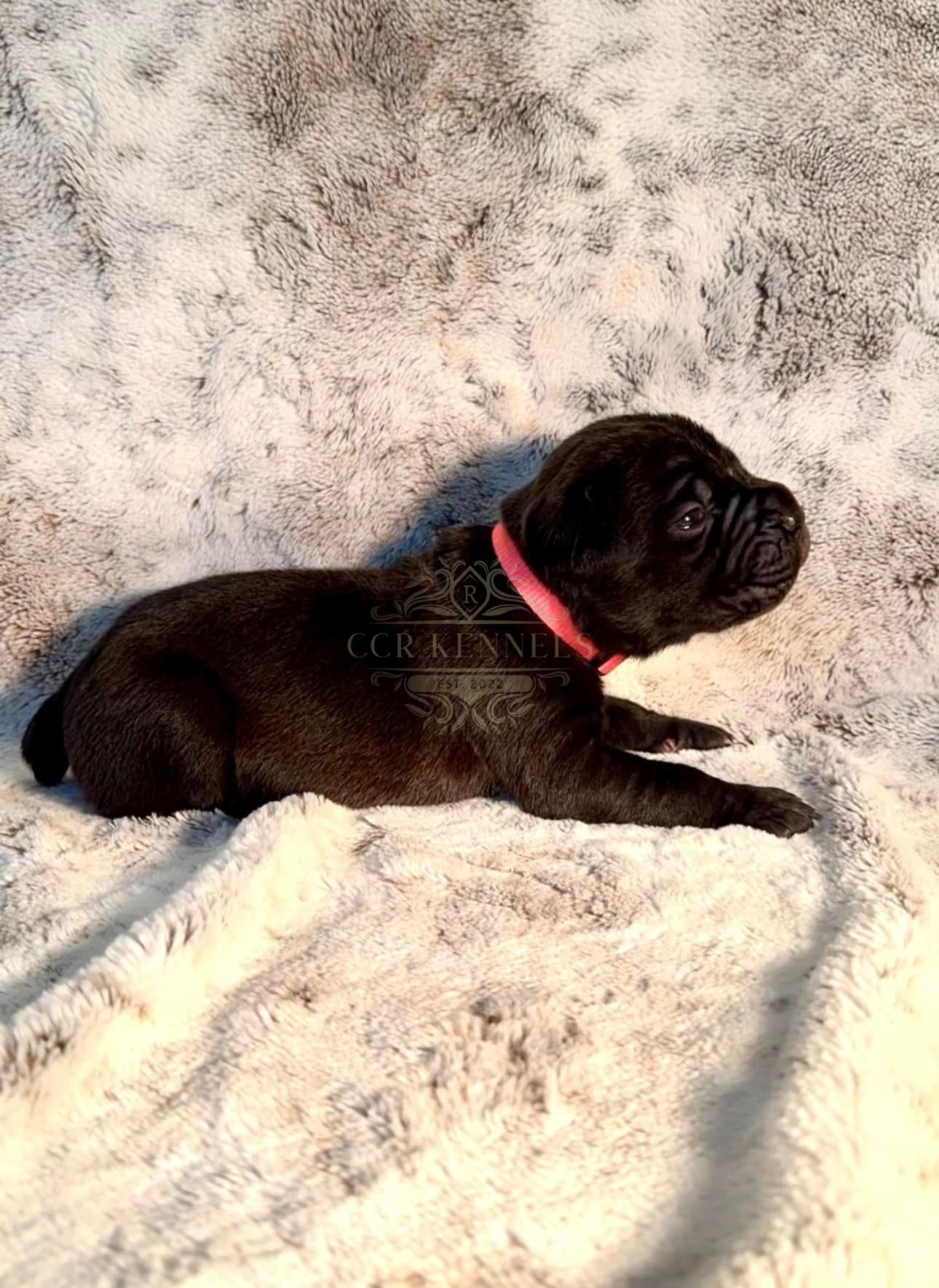 Newborn black puppy — pink collar