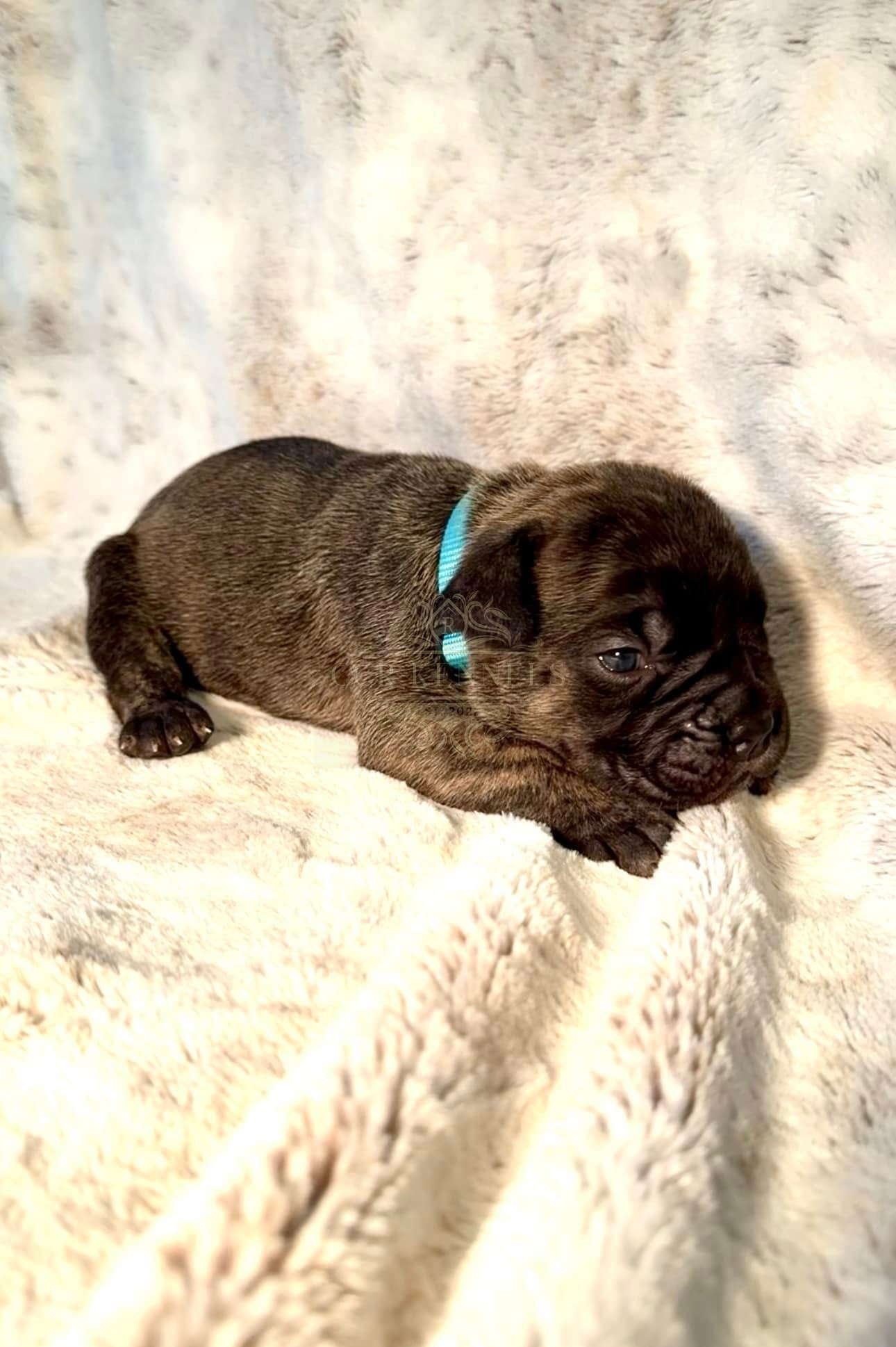 Newborn puppy — blue collar