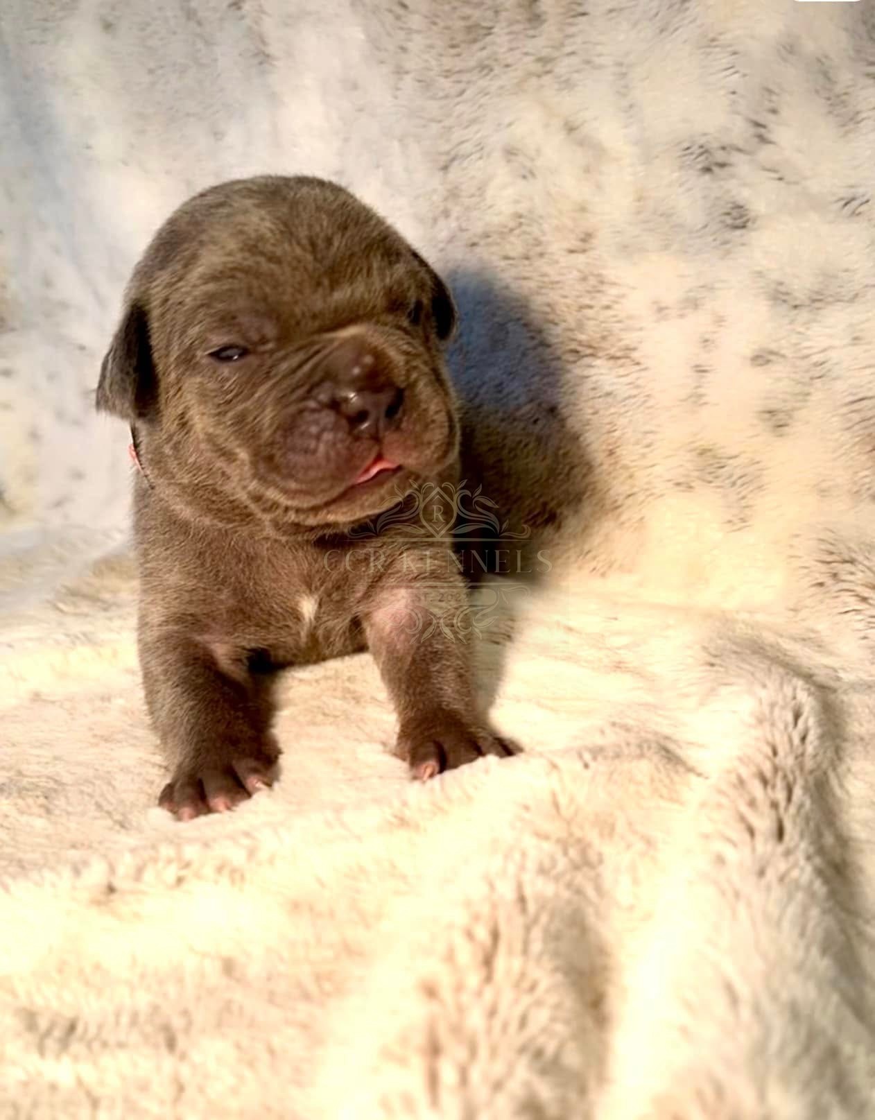 Newborn puppy front portrait