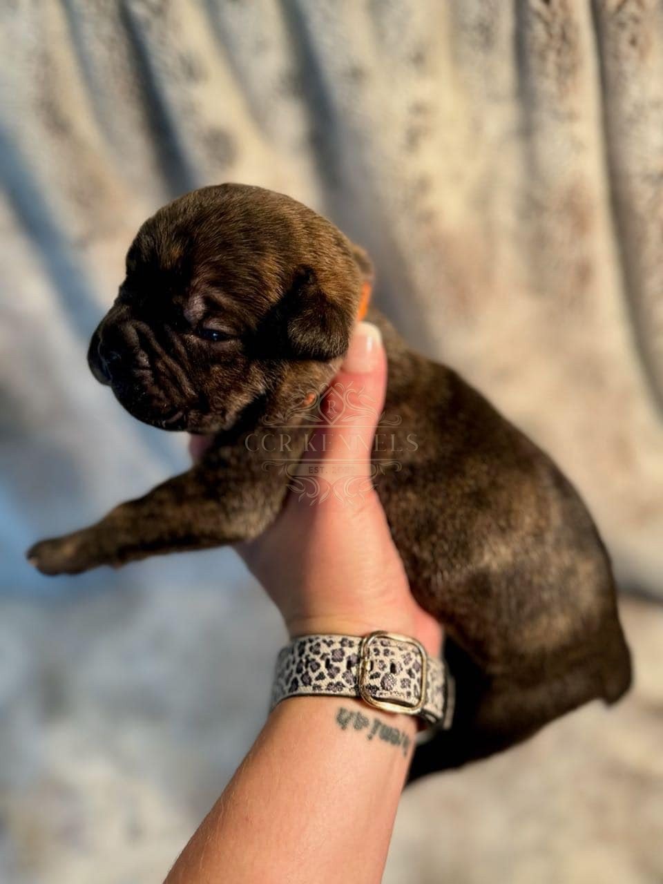 Tiny newborn Cane Corso puppy
