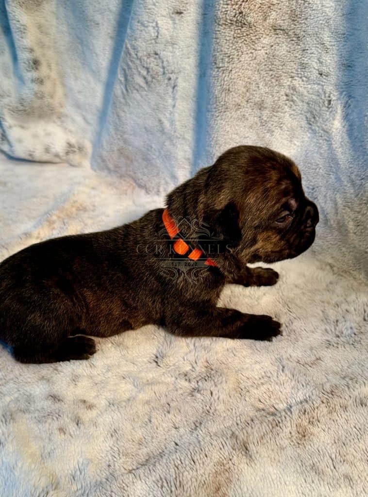 Newborn puppy — orange collar