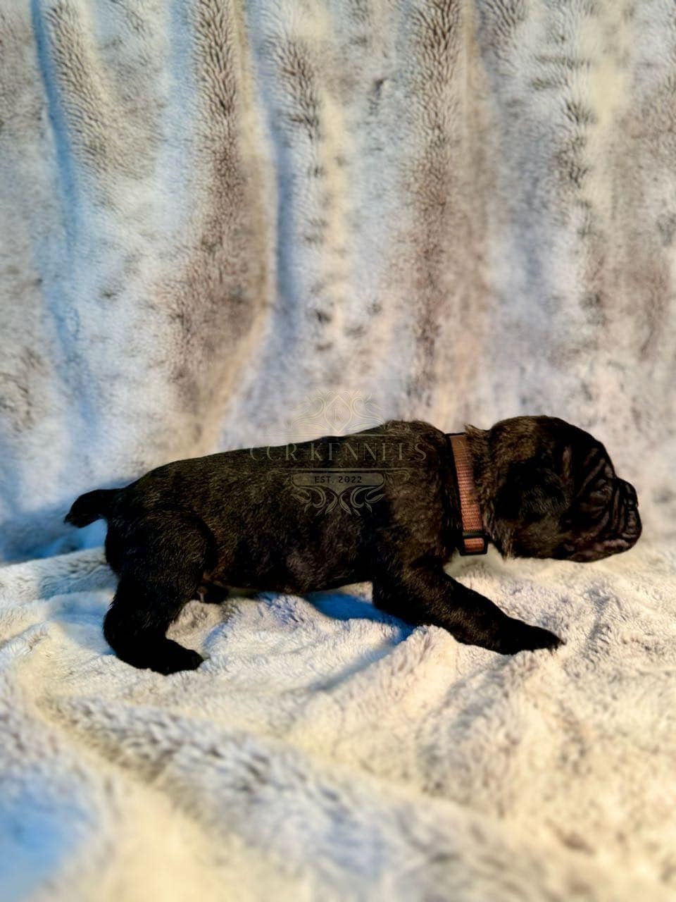 Newborn puppy — pink collar