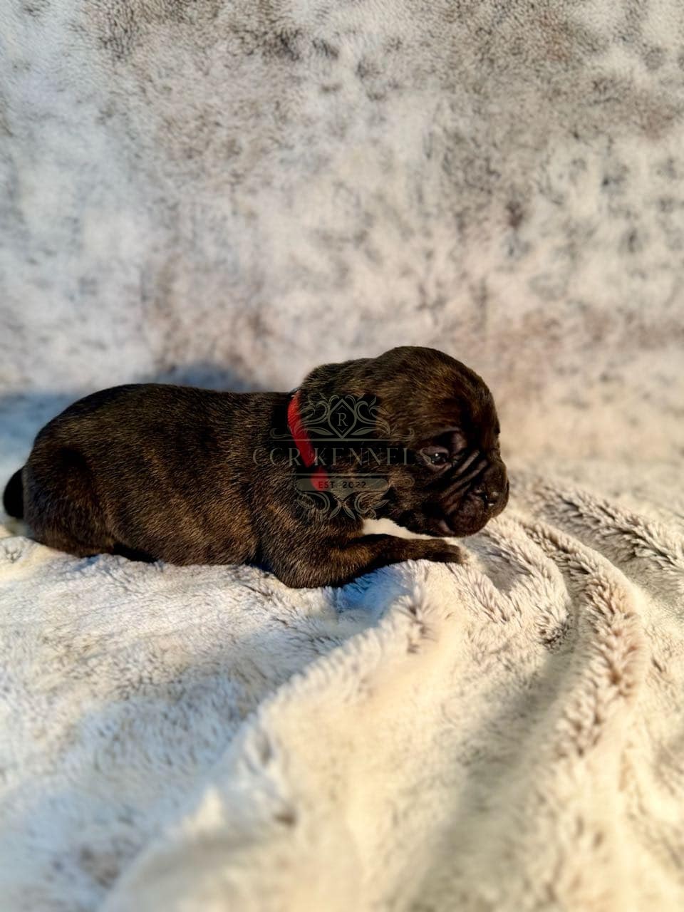 Newborn puppy — red collar